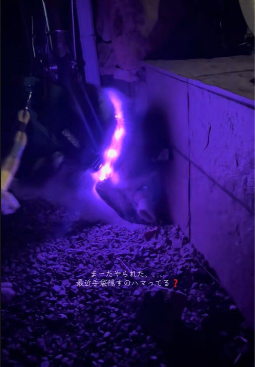 数日後のナラちゃん