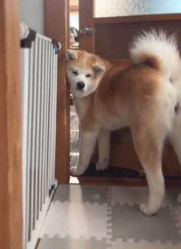 ドアの前で飼い主をふり返る犬