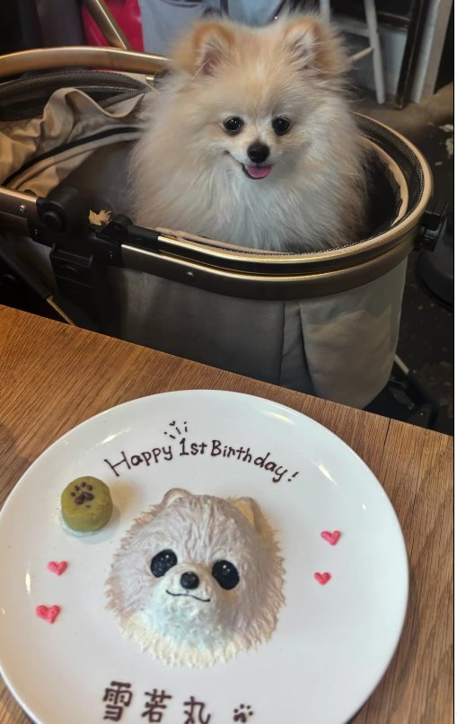 ケーキを見ている犬