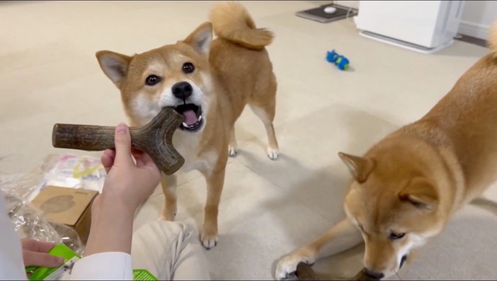 おもちゃで遊ぶ2匹の柴犬