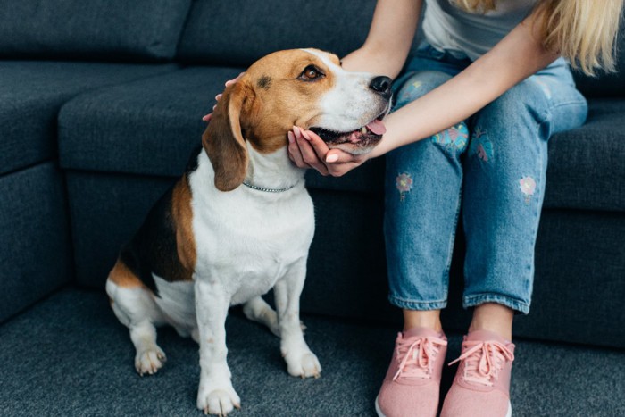 女性の隣に座る犬