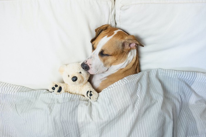 ぬいぐるみと一緒に布団で眠る犬