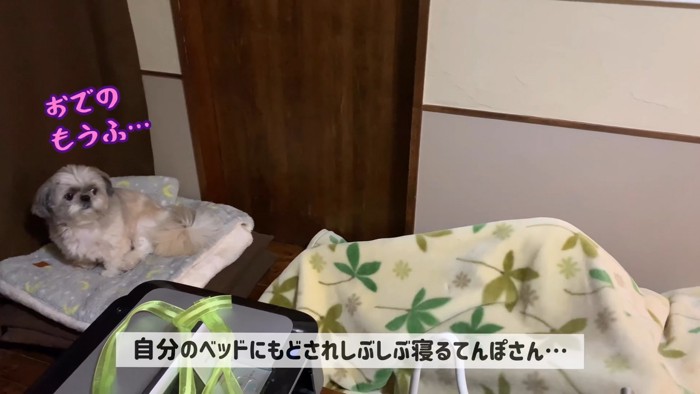不服そうなお顔