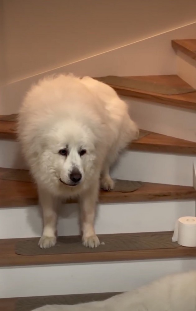 階段上に座り込んでしまう犬