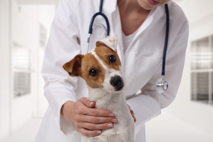 犬とお医者さん