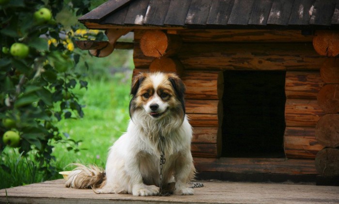 犬小屋と犬