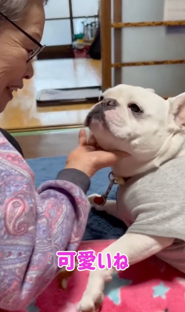 見つめ合う犬とおばあちゃん