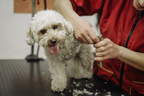 プロに爪切りをしてもらう犬