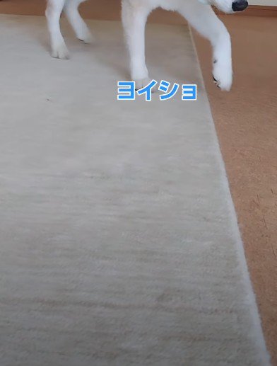 18歳のいずもちゃん