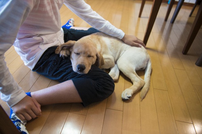 飼い主の足にあごを乗せる子犬