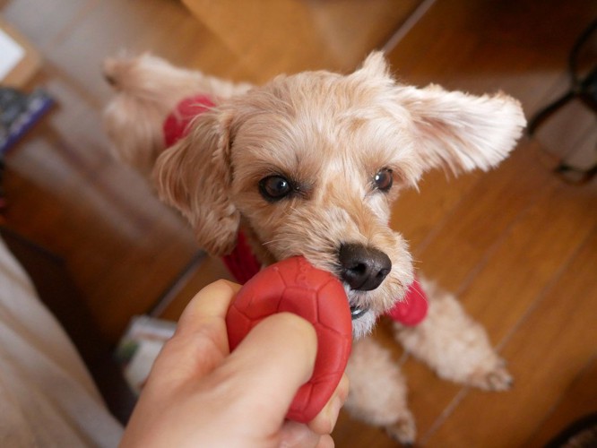 おもちゃを離さない犬