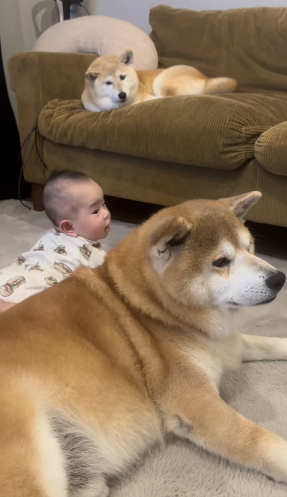 赤ちゃんと2匹の柴犬1