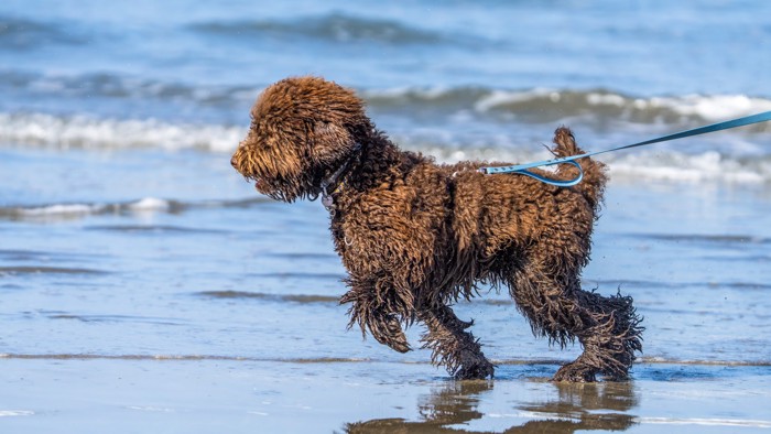 海辺を駆け足で散歩するバルビー