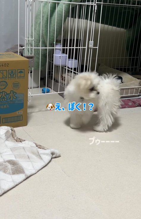 おならの出どころに気付きかけた小型犬