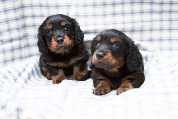 ダックスの子犬