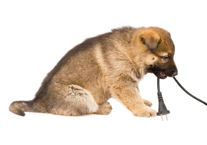 電気コードをくわえる子犬