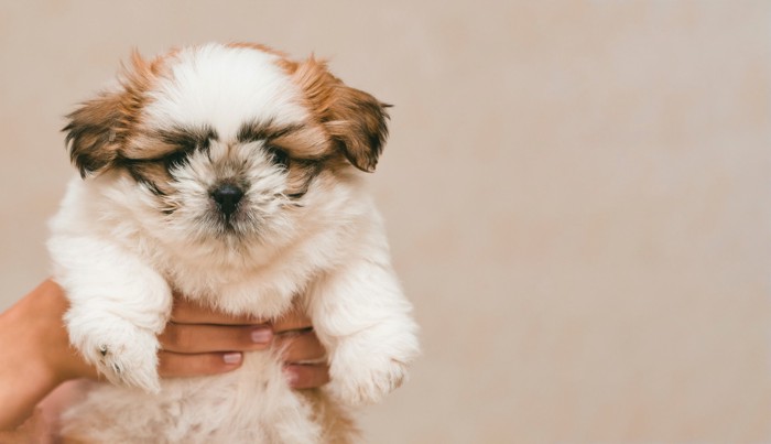 抱き上げられているシーズーの子犬