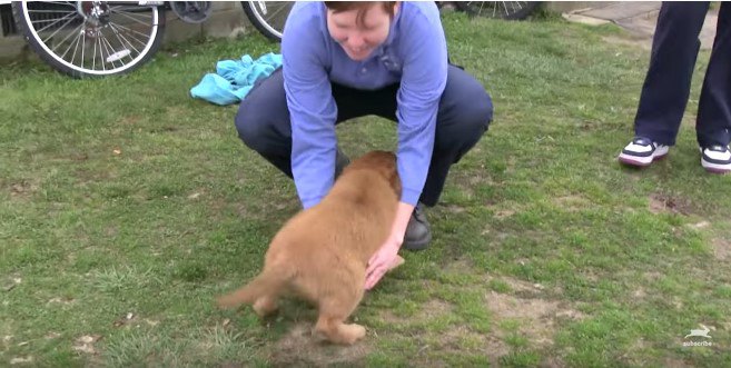 人の腕の中に跳び込む子犬