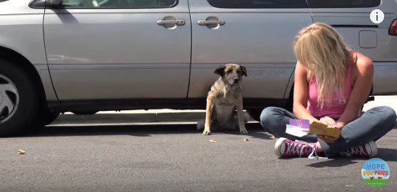 車の下から出て来る犬