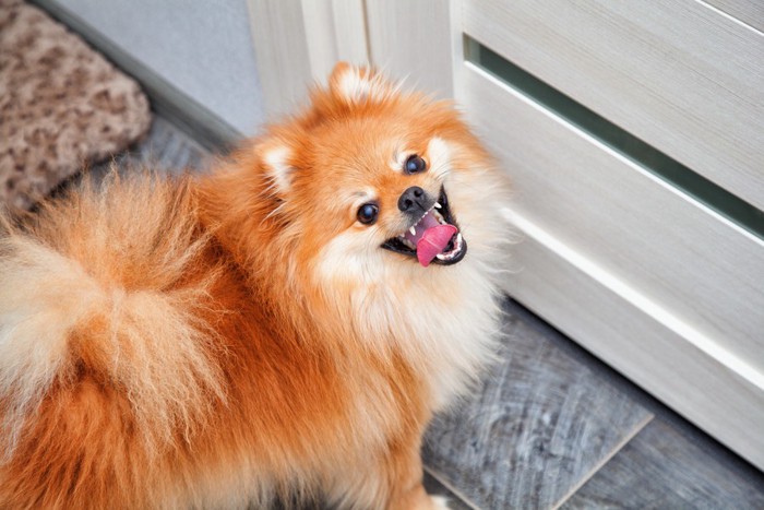 ドアの前に立つスピッツ犬