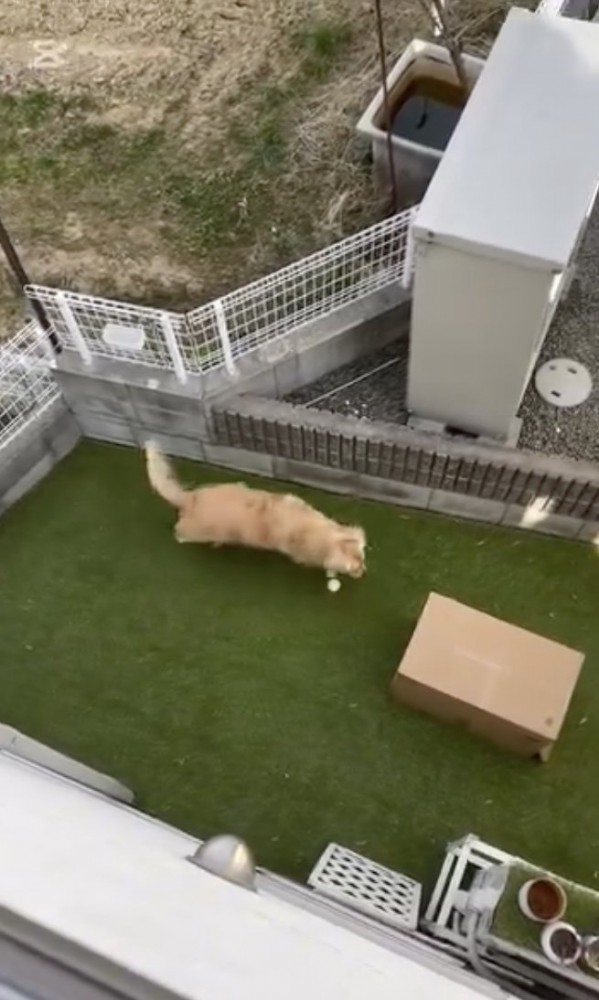ネェネは？