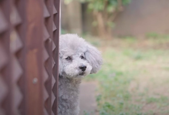 壁から顔をのぞかせる犬