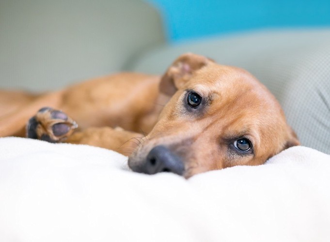 眠たそうに目を開けている犬