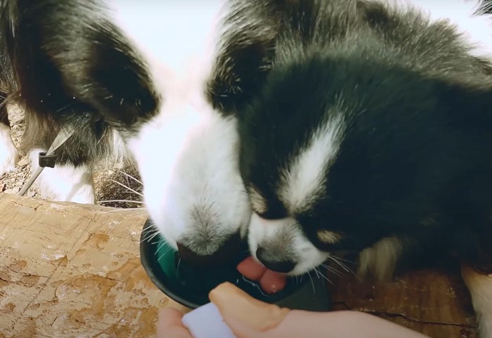 水を飲む犬達