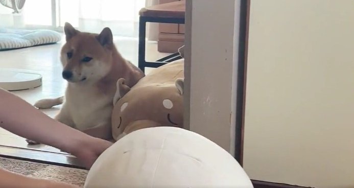 チラ見する柴犬