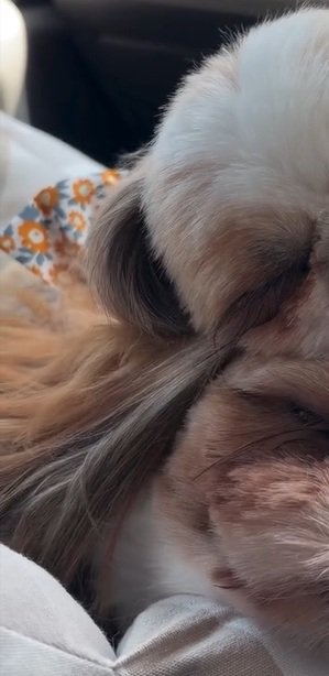 重なって眠るシーズー姉妹1