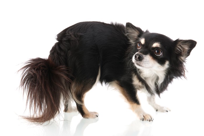 尻尾を下げて怖がる犬