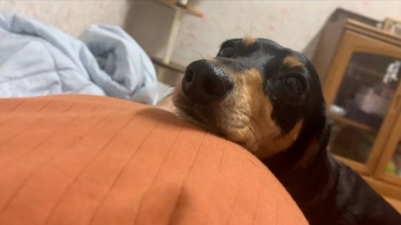 ママのお腹に顎を乗せるワンコ1