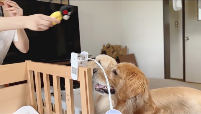 オモチャを手に持って2頭の犬に見せる女性