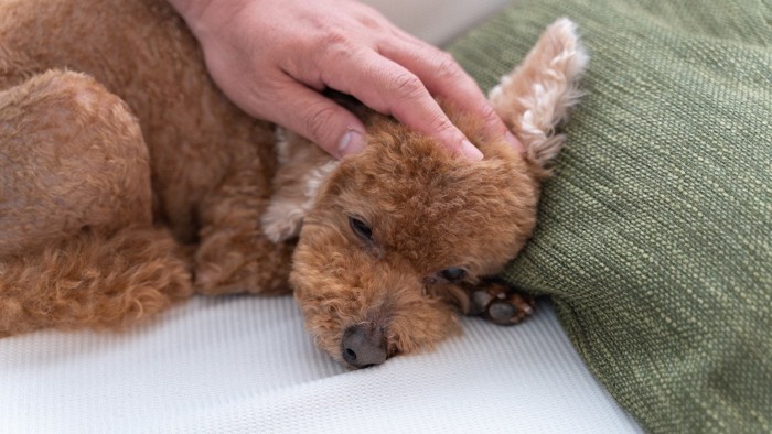 寝ている犬の頭を撫でる