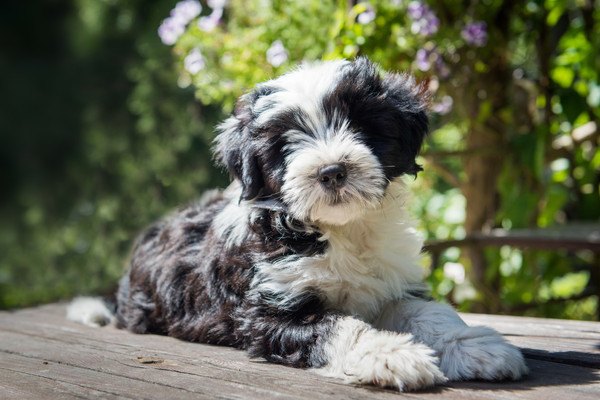 晴れた日のチベタンテリアの子犬