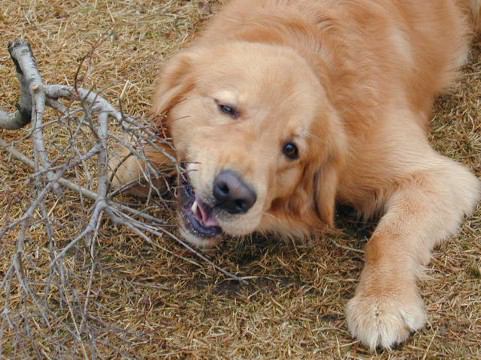 枝をかじる犬