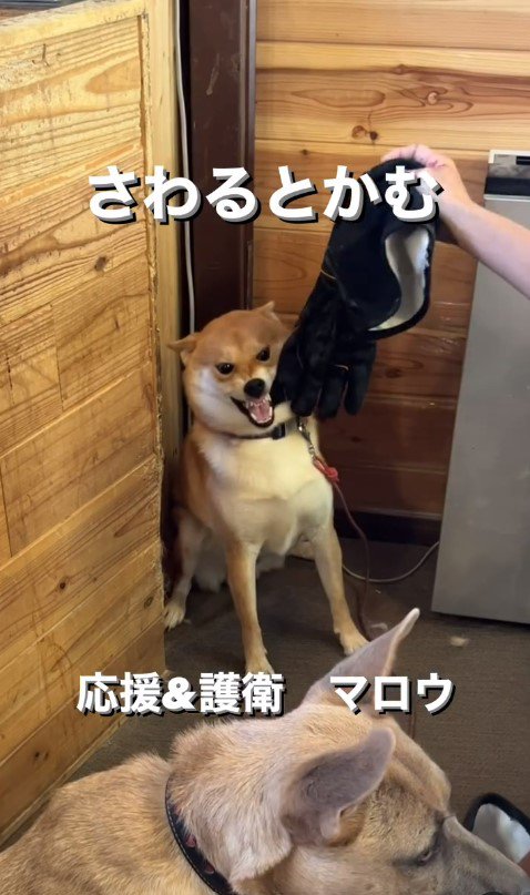 触ると咬む犬のリハビリ4