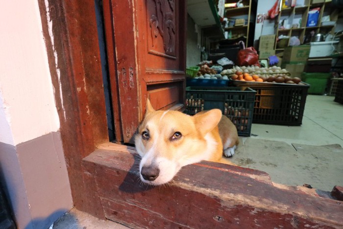 顎をのせ寂しそうに外を眺めている犬