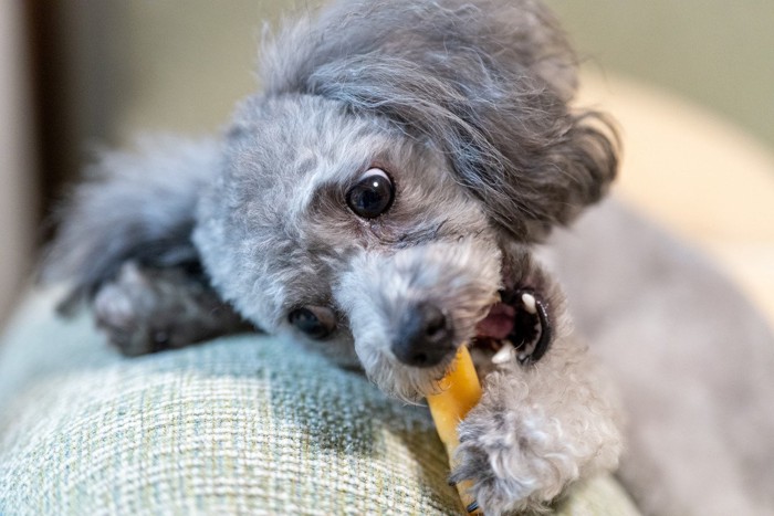 おやつを食べるグレーの犬