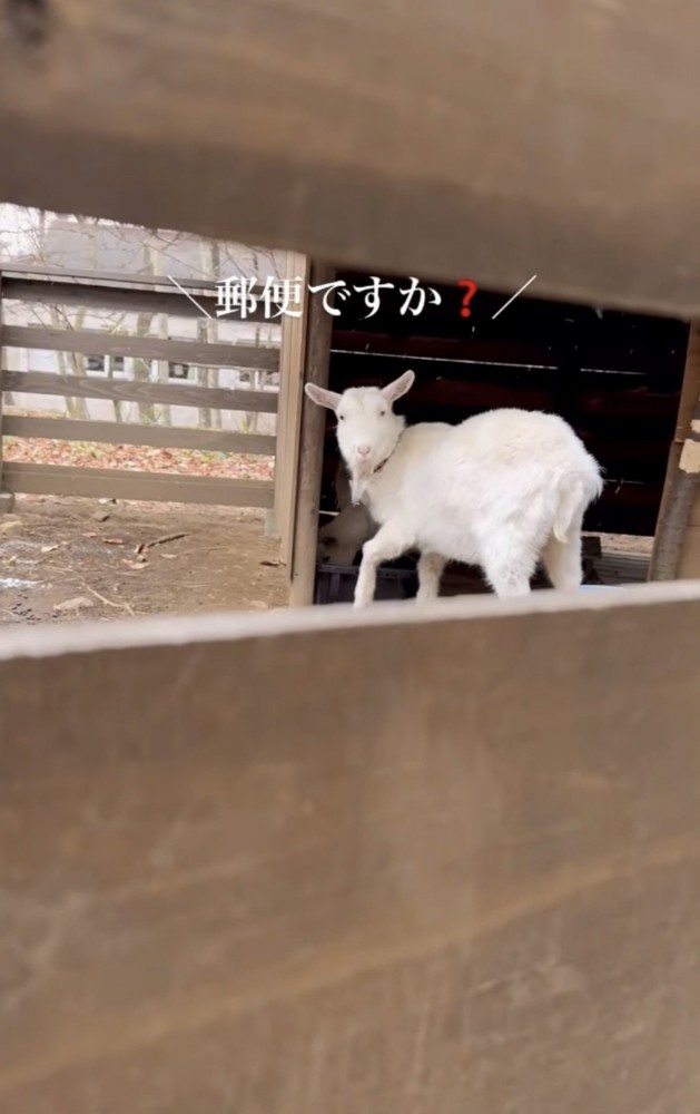 餌を食べるヤギ