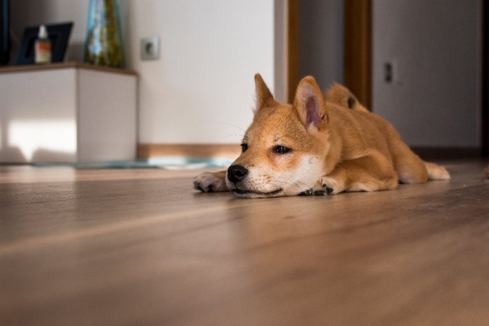 床に伏せる柴犬