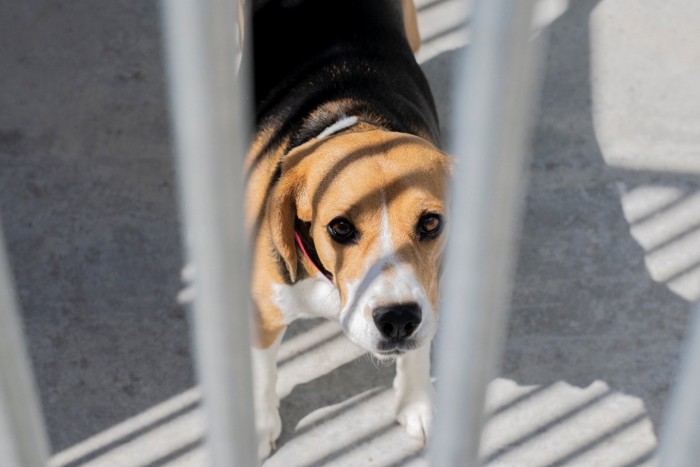 犬舎の中のビーグル