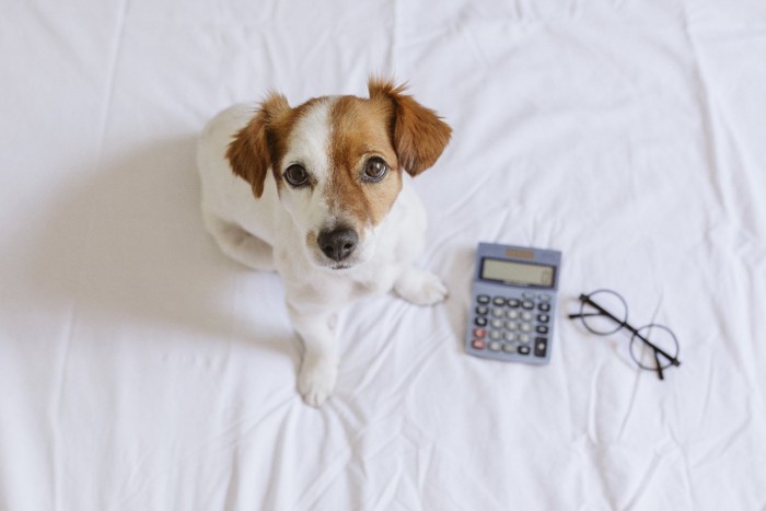 計算機と眼鏡と見上げる犬