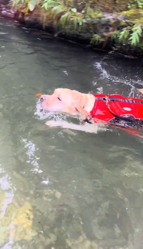 川の中へ飛び込んだ犬