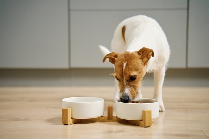 ご飯を食べている犬