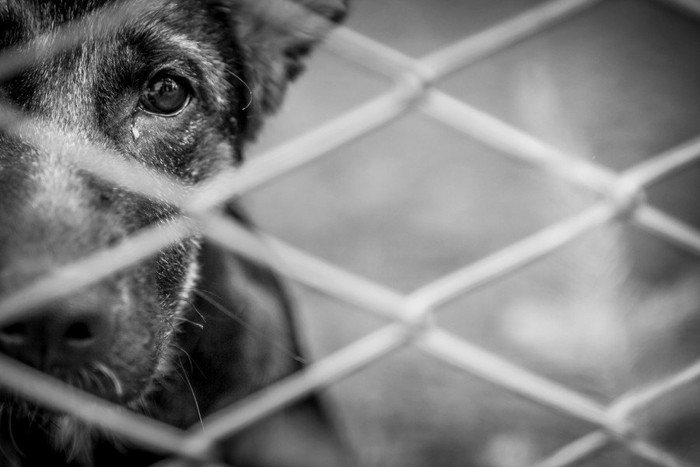 モノクロの柵の中の犬