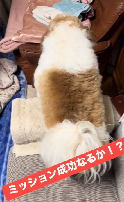 ソファの上で立つ太郎くん