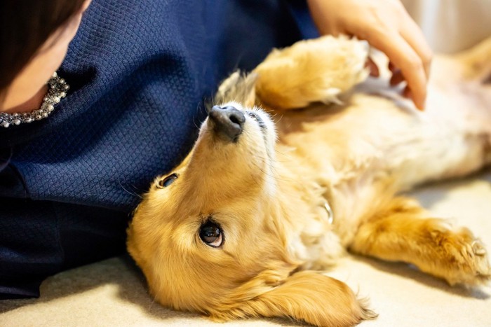 飼い主に甘える犬