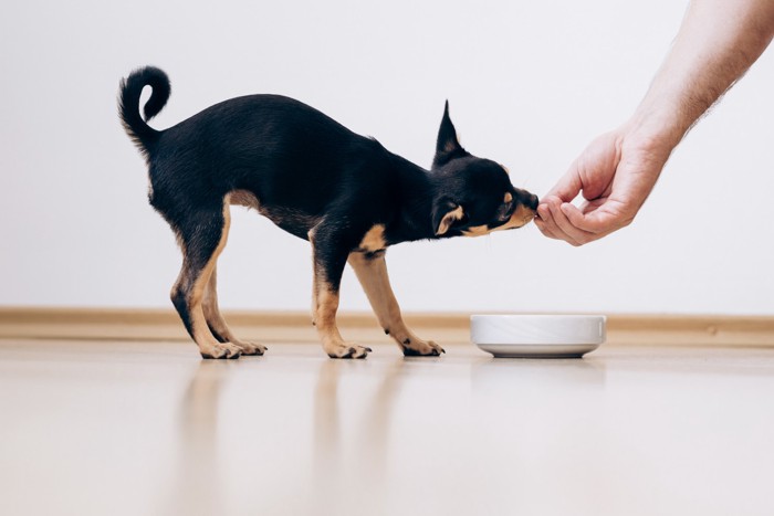 飼い主の手から食べ物をもらっている犬