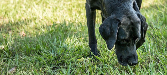 ニオイを嗅ぐ犬